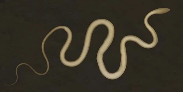 Whip Snake