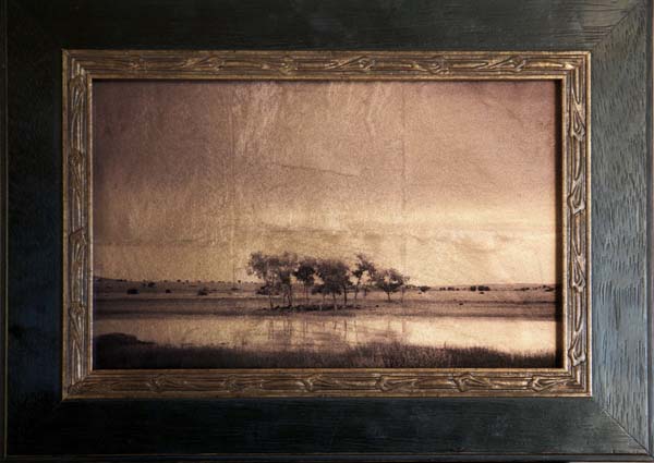 Trees, Pond, New Mexico