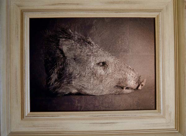 Javelina Head