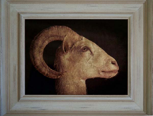 Longhorn Sheep Head