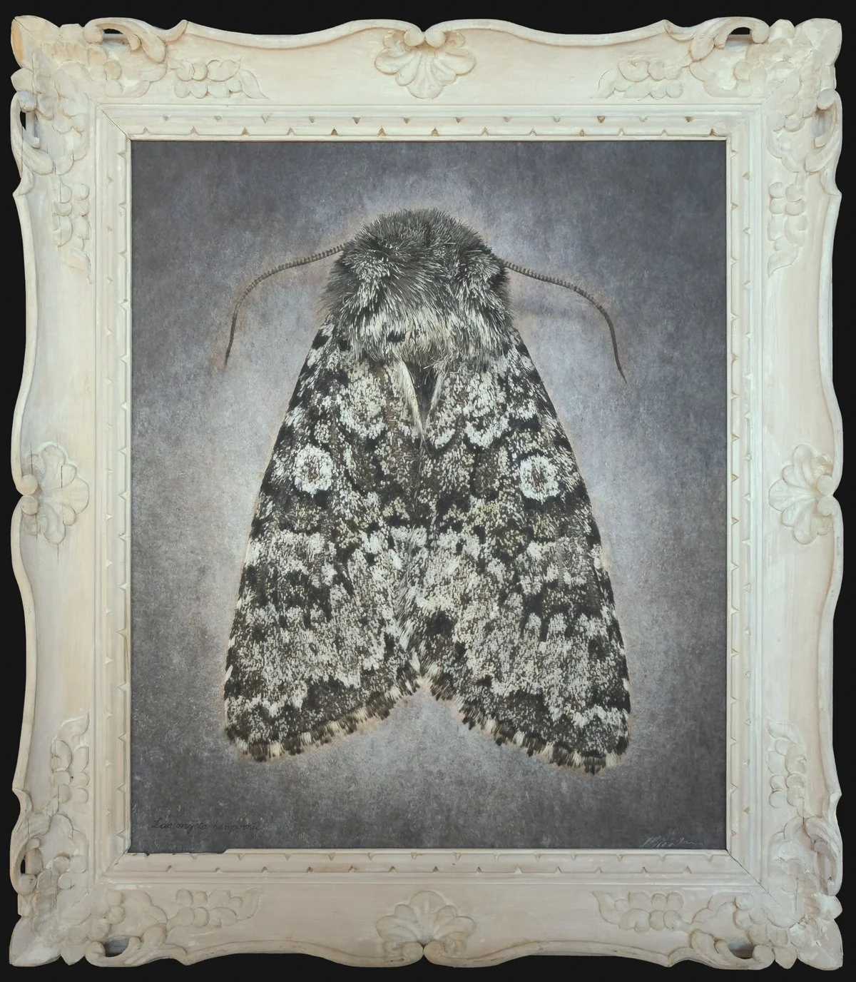   Lasionycta hampsoni   Image size 20 x 24 “  Edition of 20 