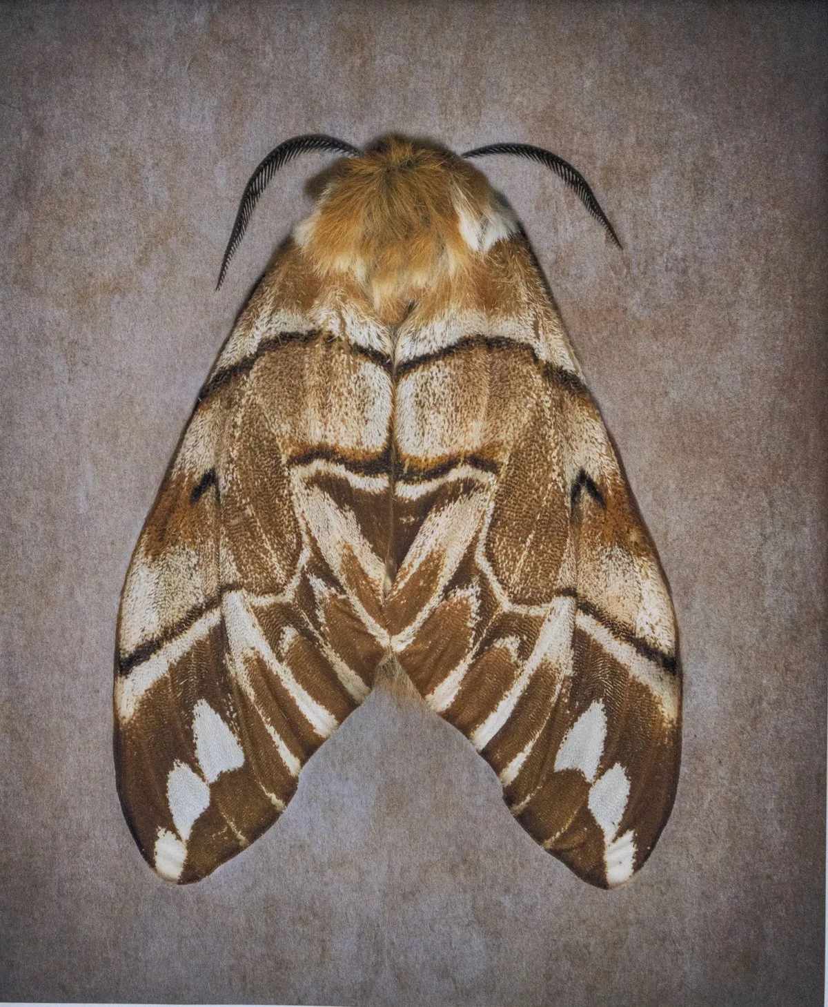   Endromis versicolora   Image size 20 x 24”   Edition of 20 