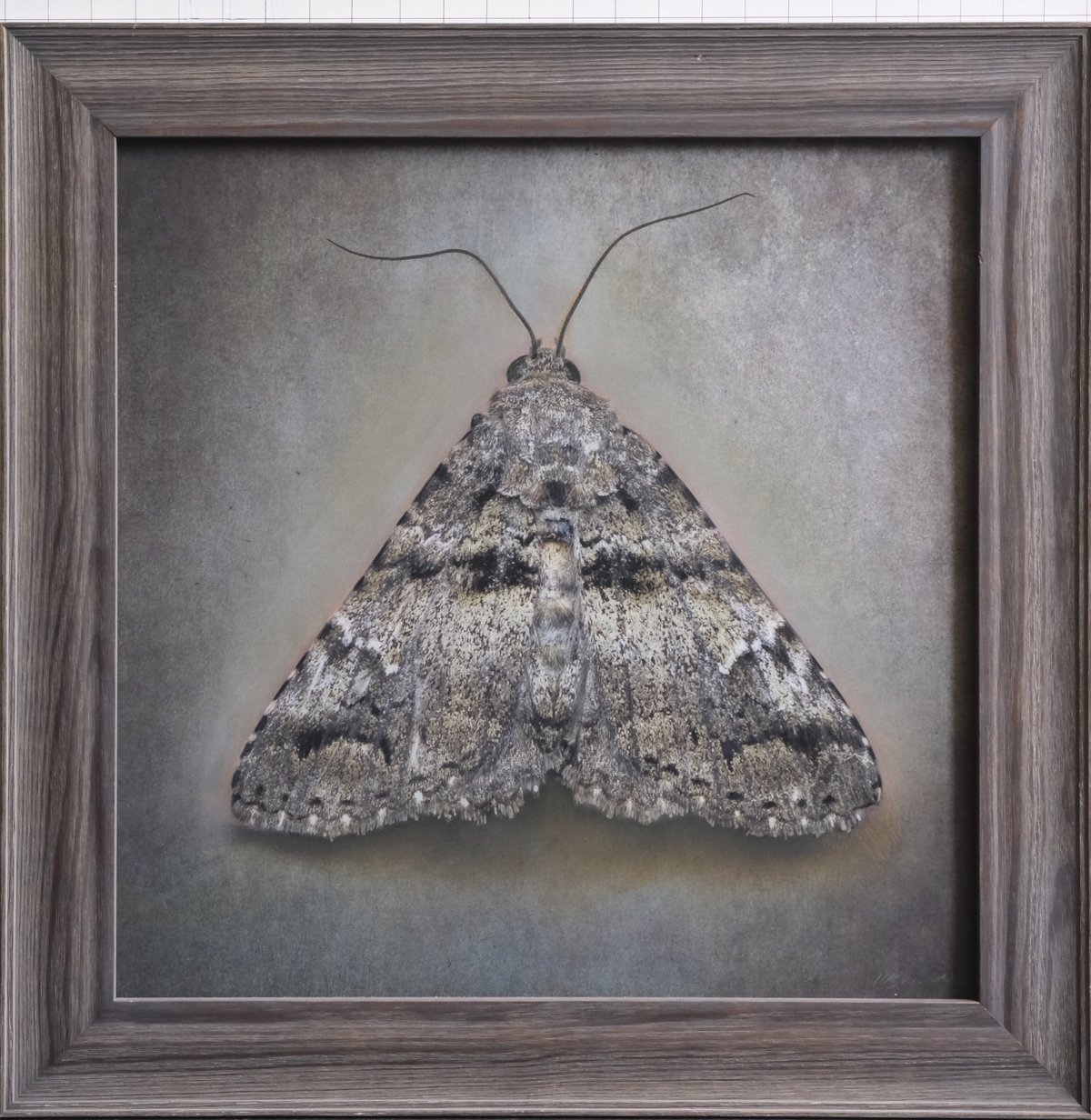   Metria amella   Image size 20 x 20 “  Edition of 20 