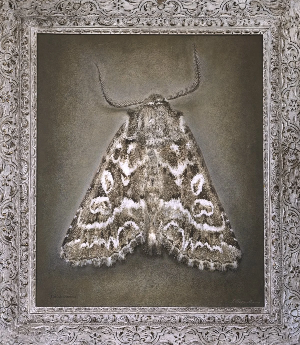   Phoebophilus amoenus   Image size 20 x 24”  Edition of 20 
