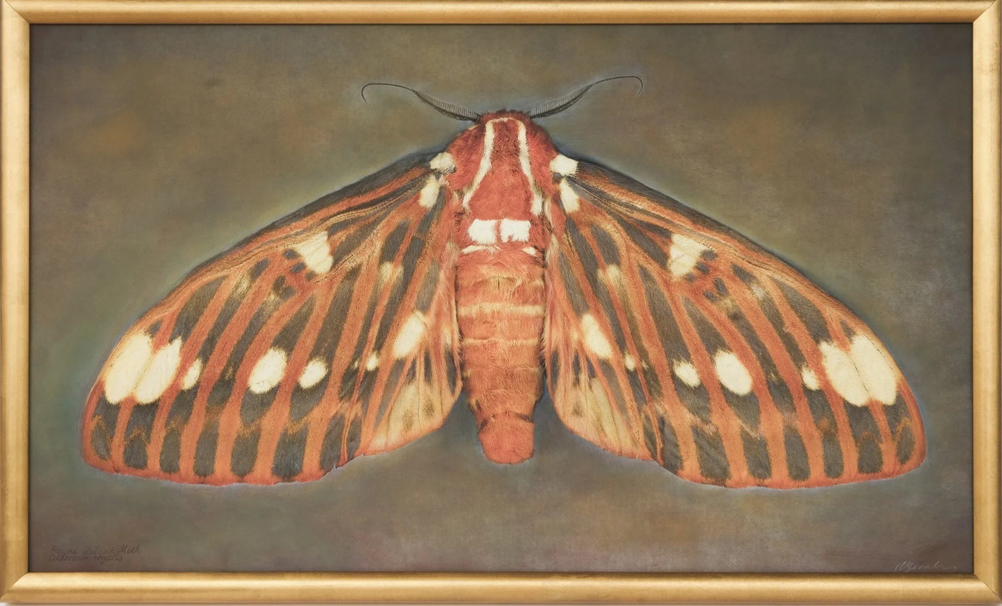  Royal Walnut Moth  Citheronia regalia   Image size 20 x 34”  Edition of 20 