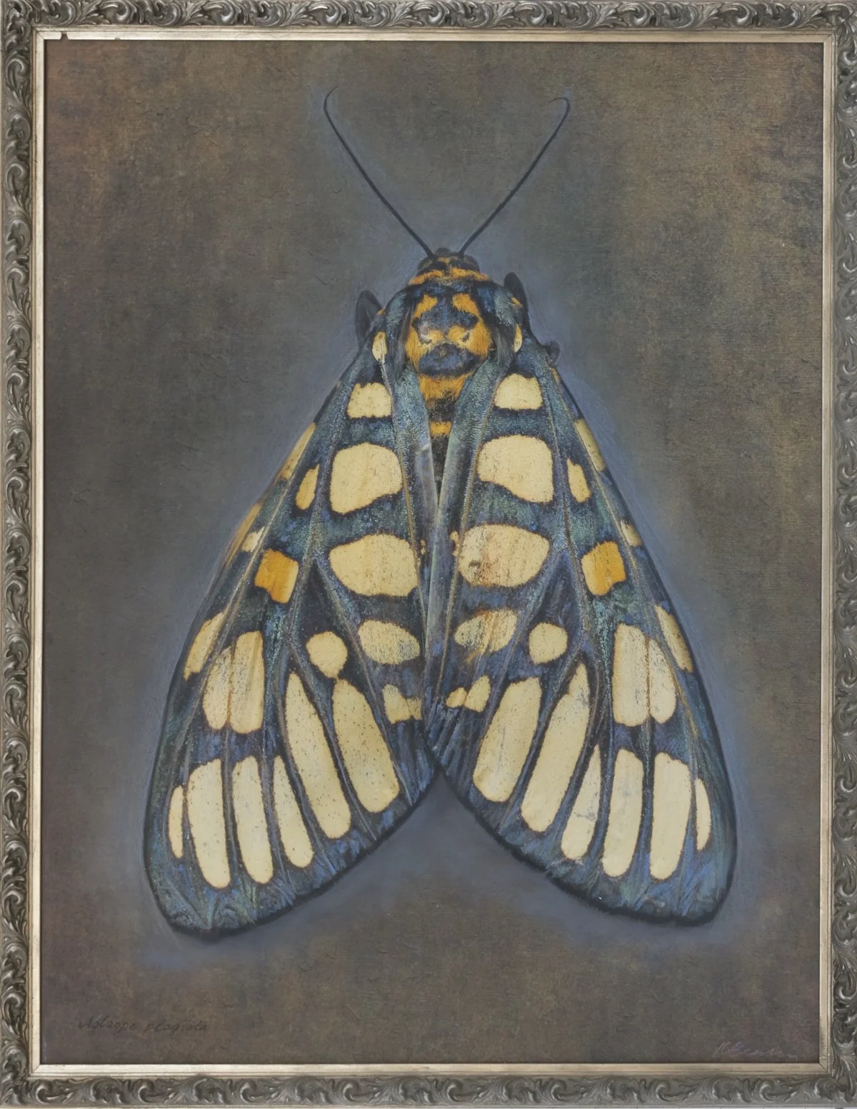   Eglaomorpha plagiata   Image size 18 x 24”  Edition of 20 