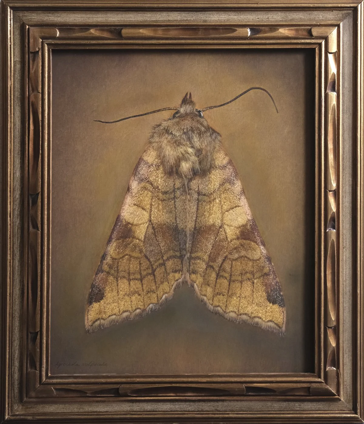   Agrochola vulpecula   Image size 18 x 22”  Edition of 20 