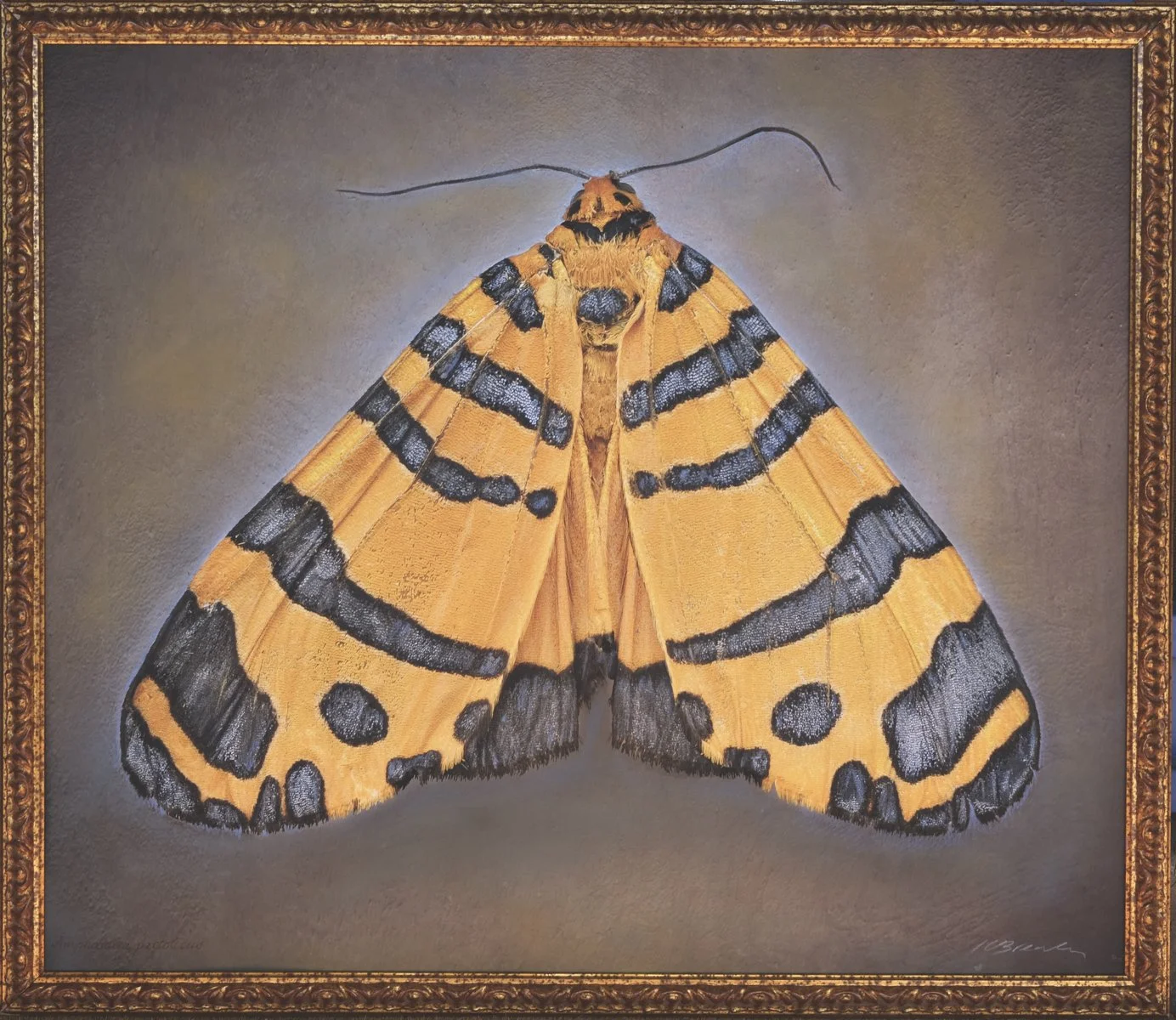   Amphicallia pactolicus   Image size 24 x 28 “  Edition of 20 