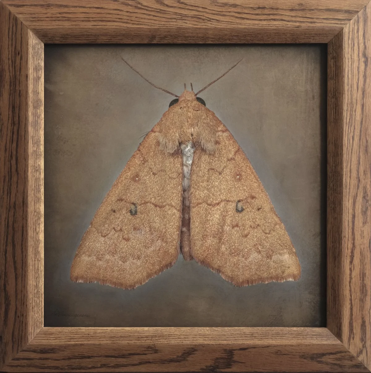   Anomini genera   Image size 19 x 19”  Edition of 20 