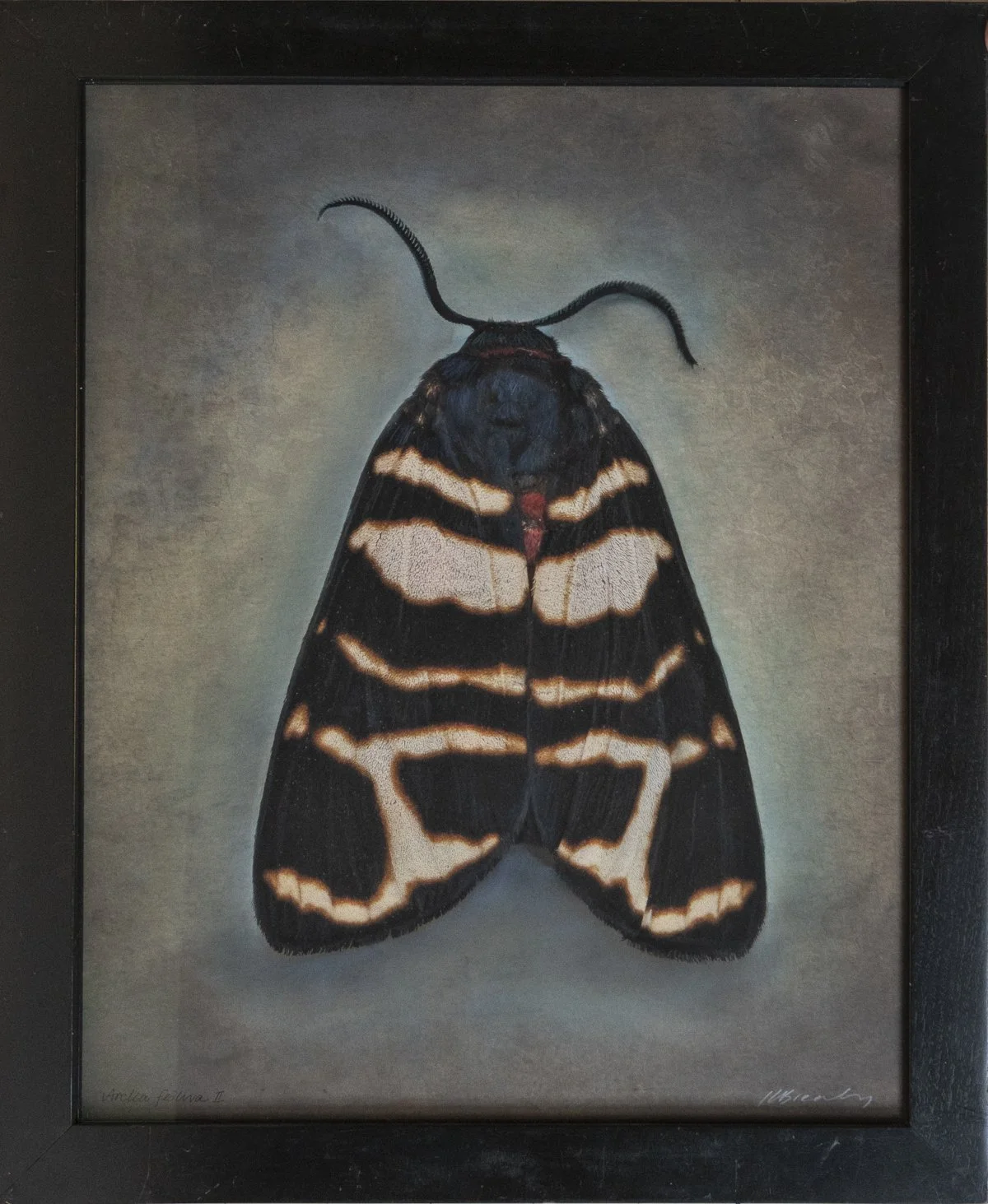   Arctia festiva l   Image size 20 x 24”  Edition of 20 