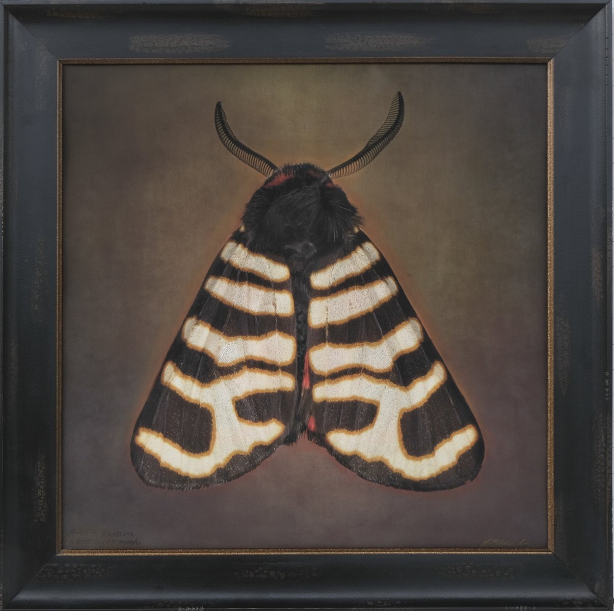   Arctia festiva lll   Image size 19 x 19”  Edition of 20 