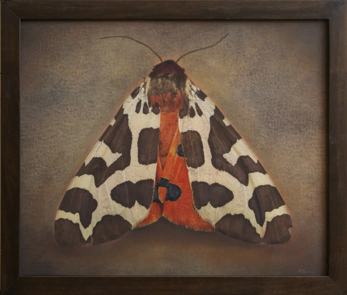   G arden Tiger Moth,  Arctic caja   Image size 20 x 24”  Edition of 20 