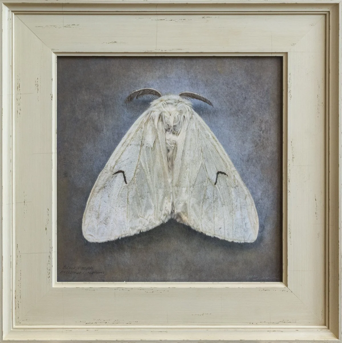   Arctornis l-nigrum   Image size 14 x 14 “  Edition of 20 
