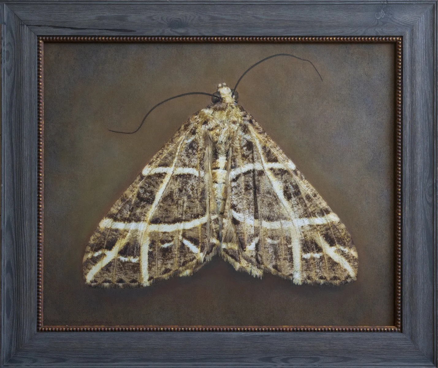   Arichanna transfasciata   Image size 22 x 27”  Edition of 20 