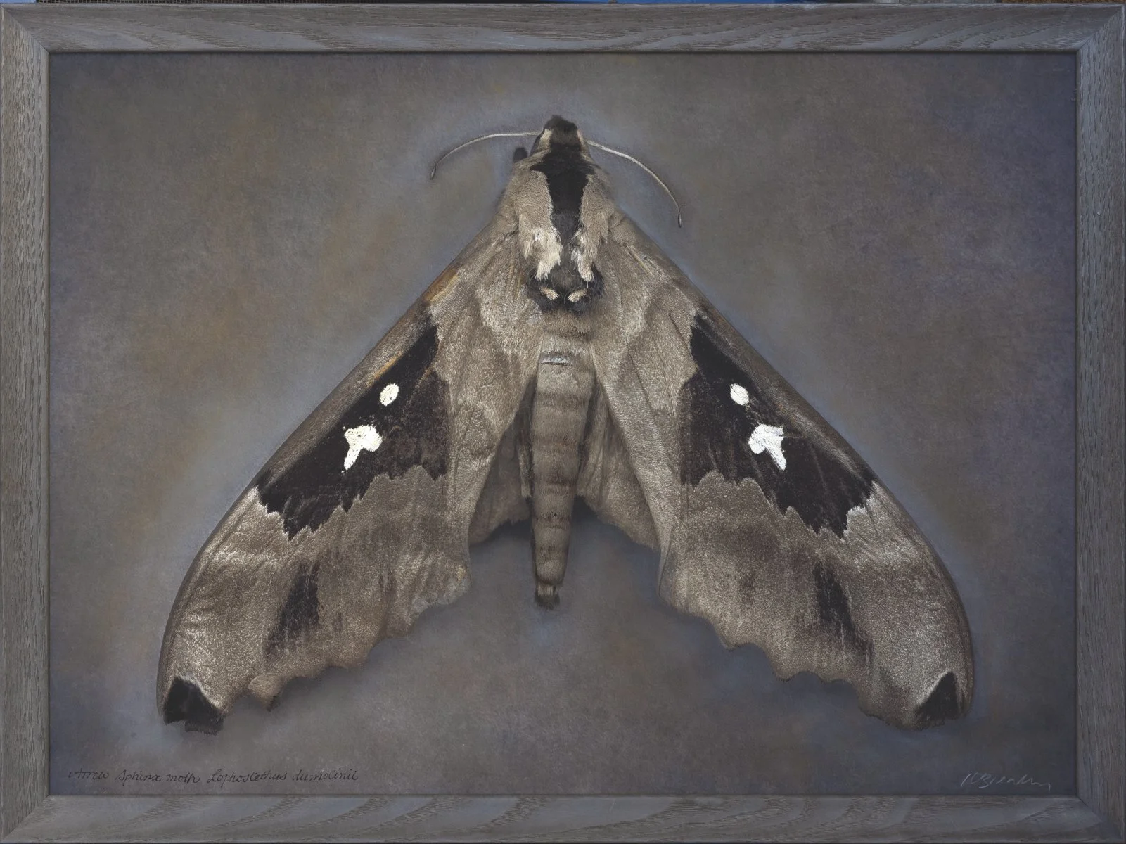  Arrow Sphinx moth ,  chinia luxa   Image size 20 x 24”   Edition of 20 