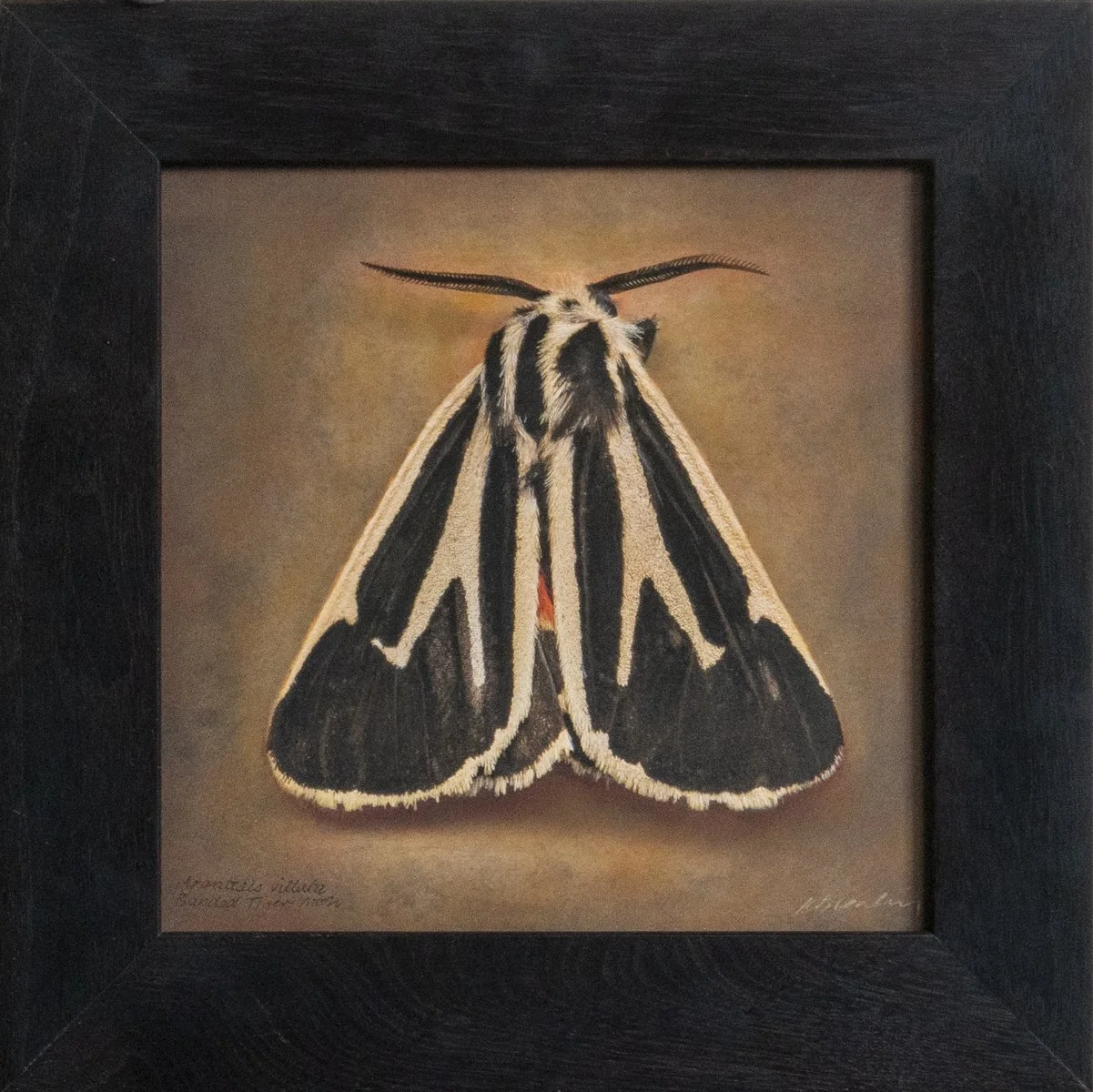   Apantesis vietata,  Banded Tiger Moth  Image size 14 x 14”  Edition of 20 