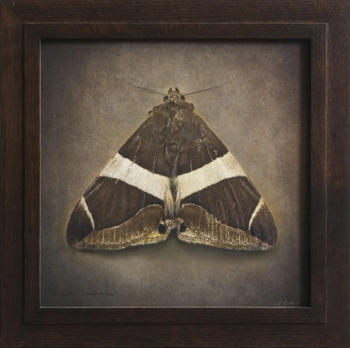   Bastilla praetermissa   Image size 17 x 17  Edition of 20 