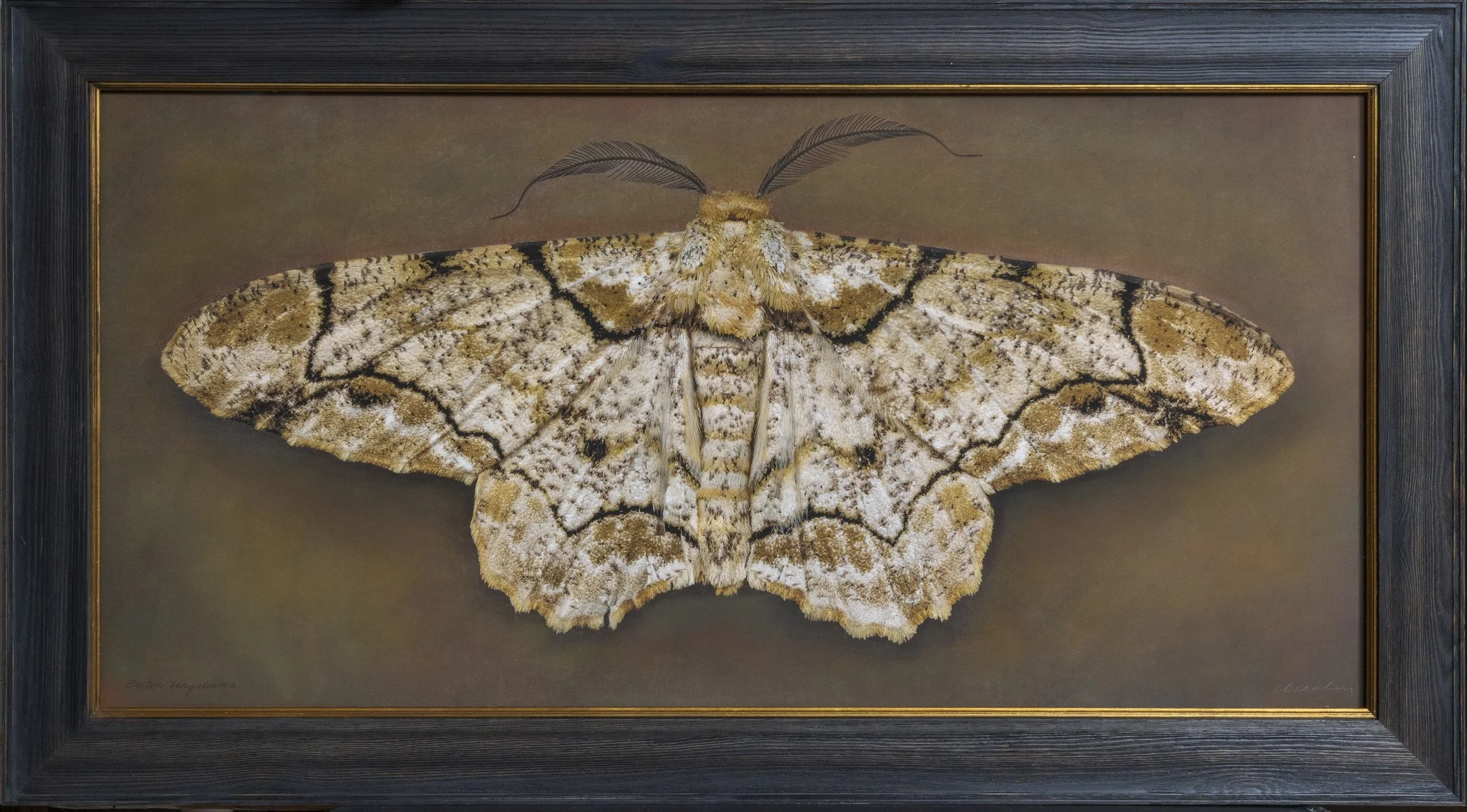   Biston bergaliaria   Image size 20 x 40”  Edition of 20 