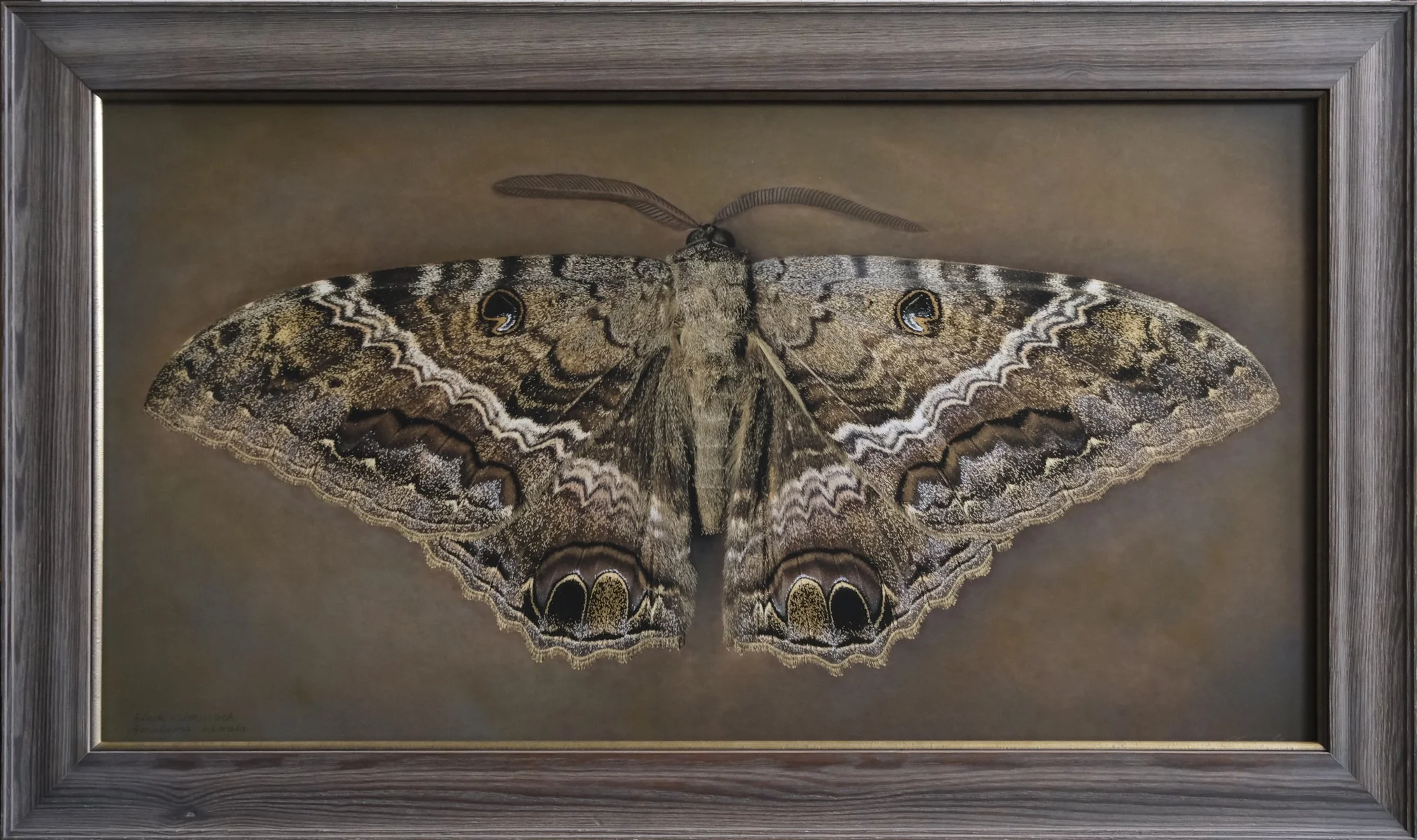  Black Witch Moth  Ascaiapha odorata   Image size 20 x 37”  Edition of 20 