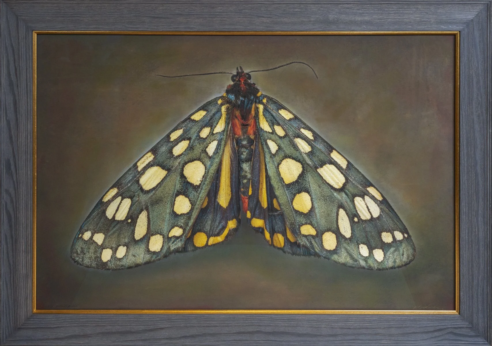  Callindra principalis  Image size 24 x 36”  Edition of 20 