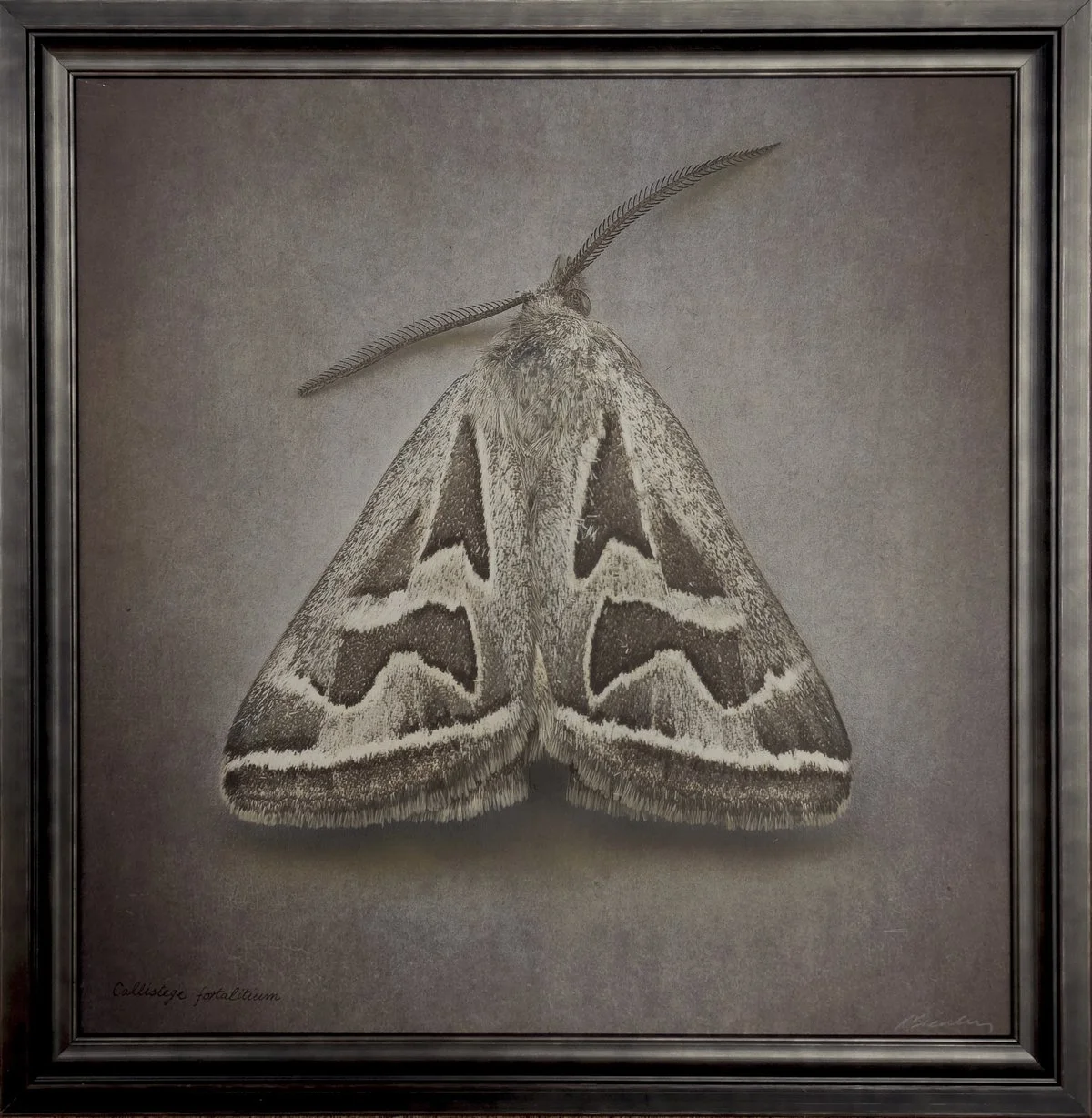   Callistege fortalitium   Image size 20 x 20”  Edition of 20 