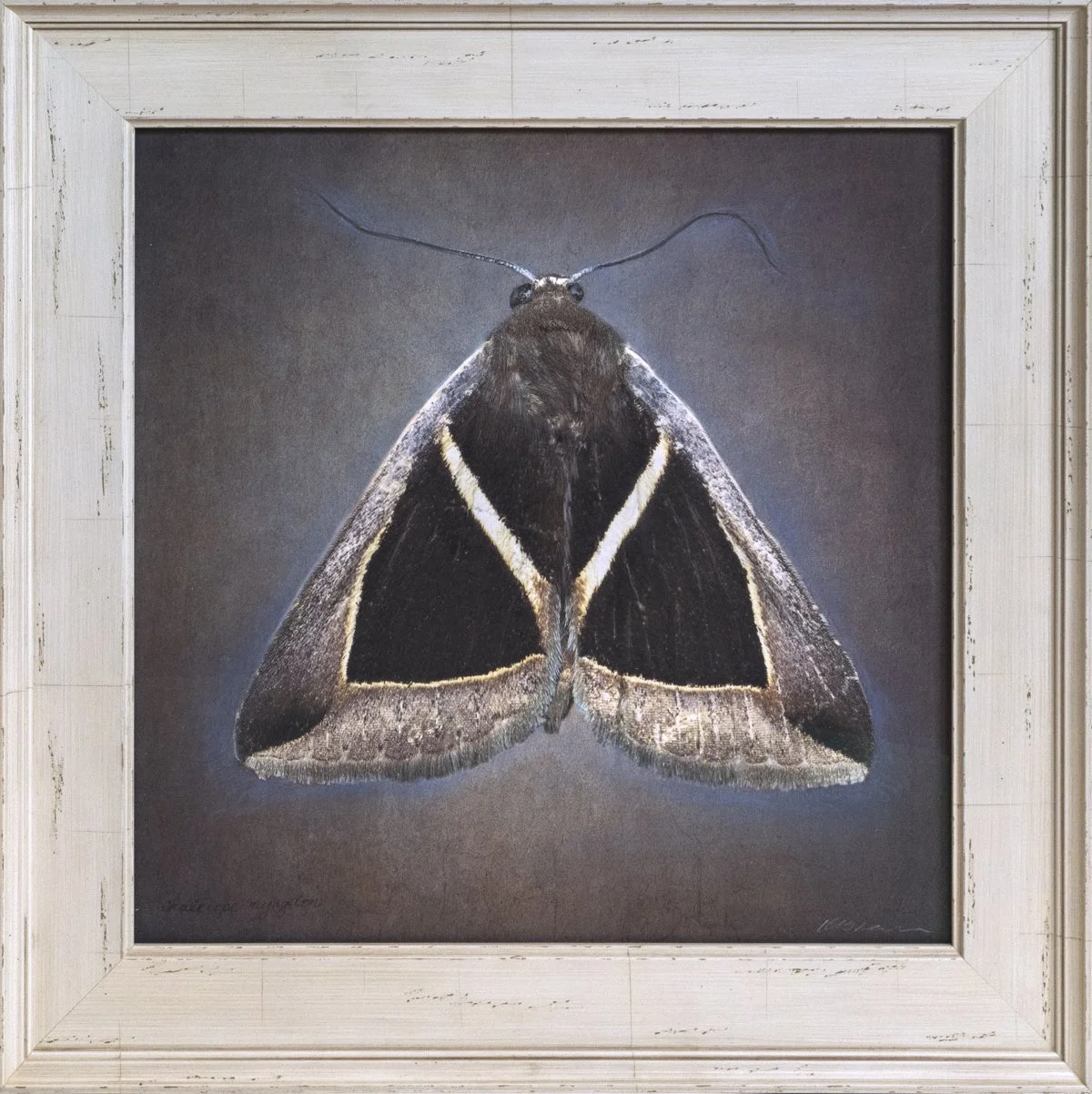   Chalciope mygdon   Image size 16 x 16 Edition of 20  unique vintage frame 