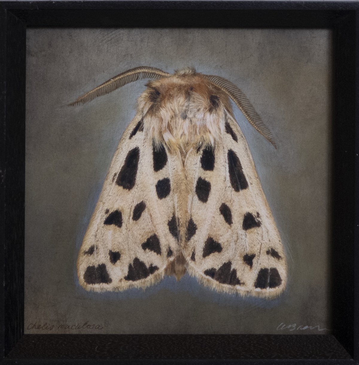   Chelis maculosa   Image size 12 x 12”  Edition of 20 