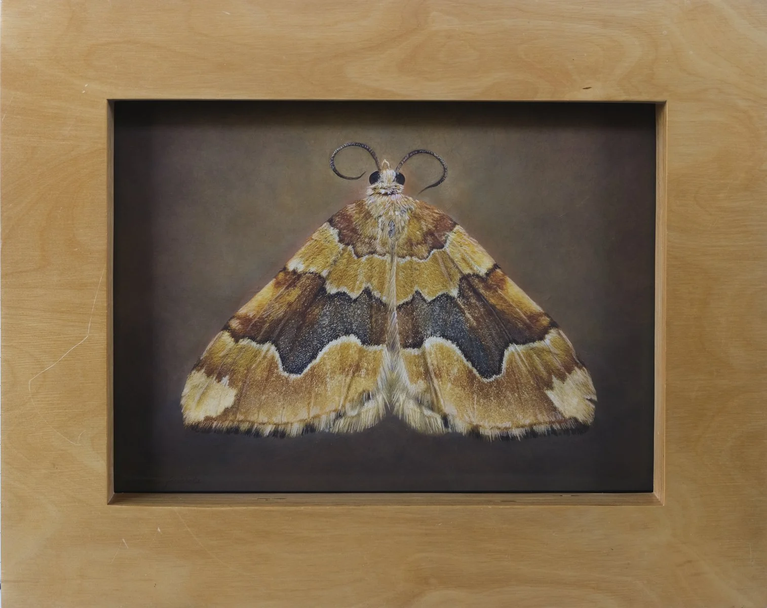   Cidaria fulvata   Image size 14 x 19“   Edition of 20 