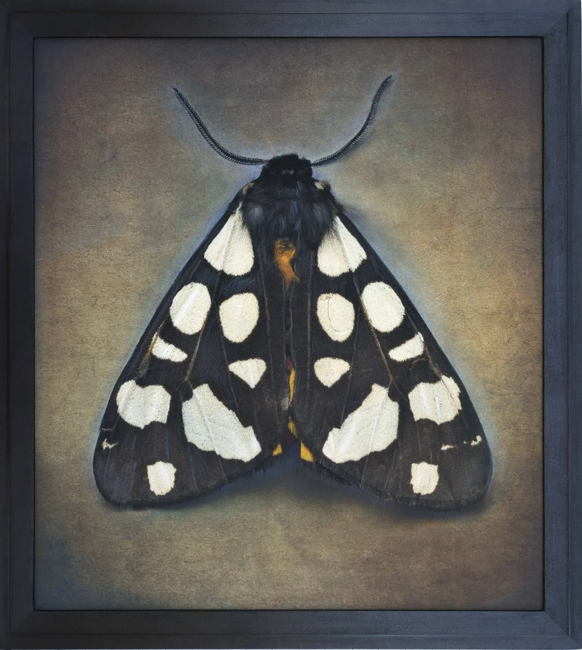  Cream-spot tiger  Arctia villica   Image size 20.5 x 22.5  Edition of 20 