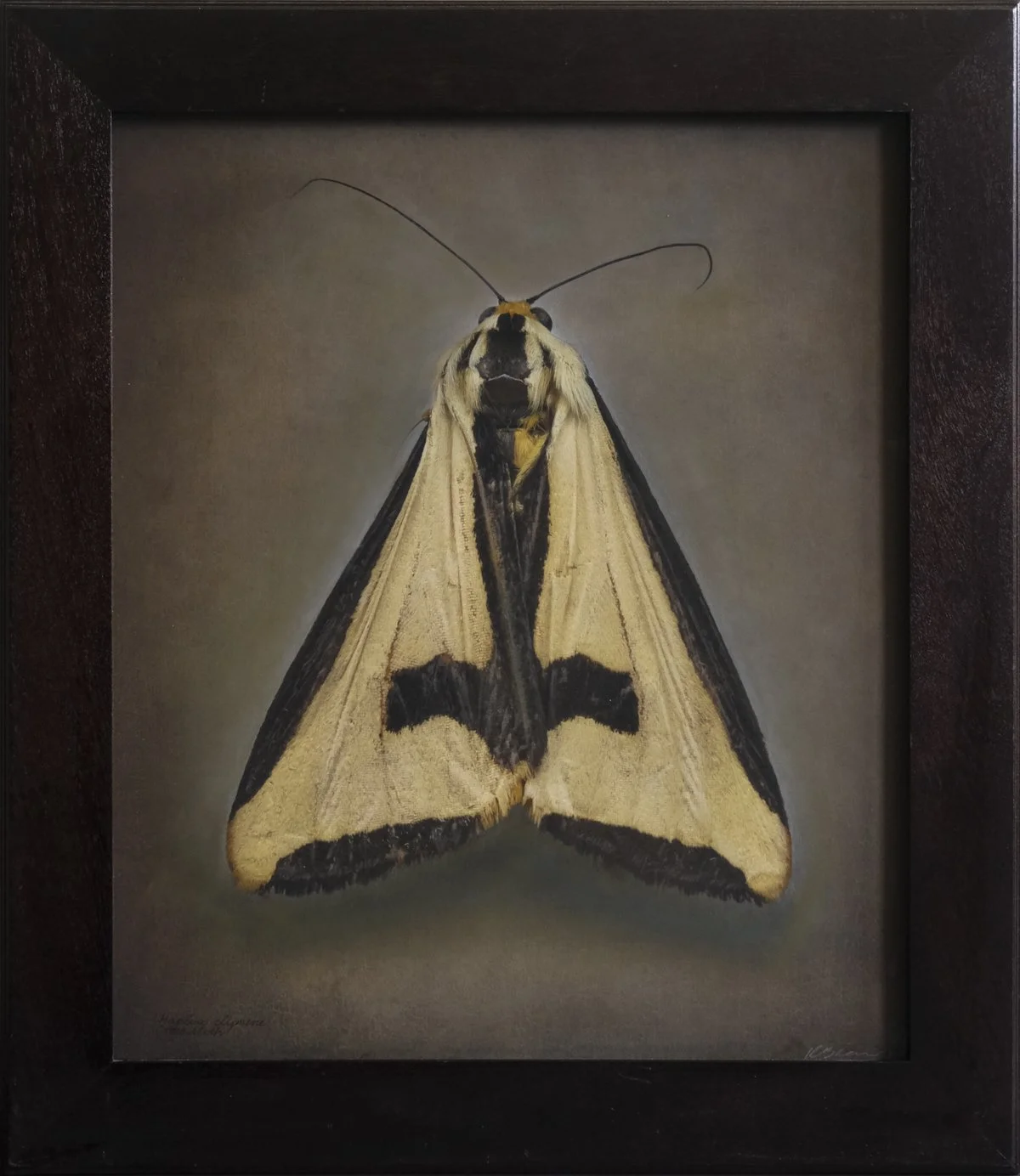  Cross Moth  Haploa clymene   Image size 20 x 24”  Edition of 20 