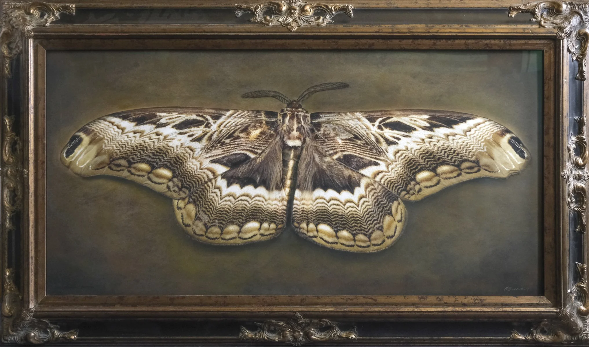   Dactyloceras lucina   Image size 24 x 48”  Edition of 20 