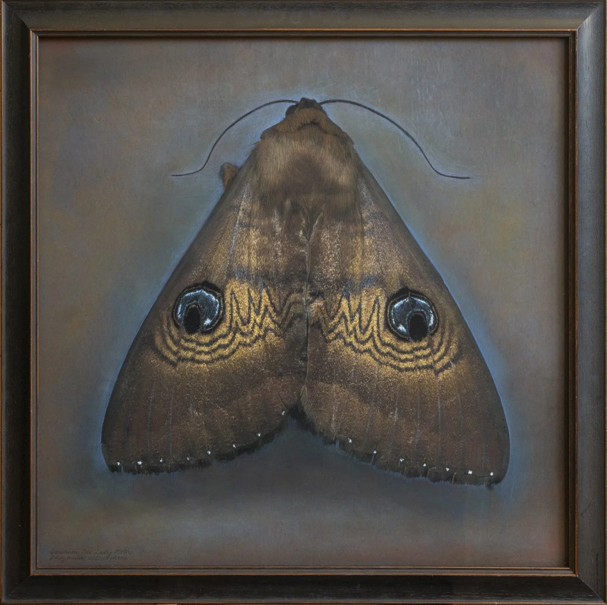   Dasyposia selenopha   Image size 24 x 24”  Edition of 20 