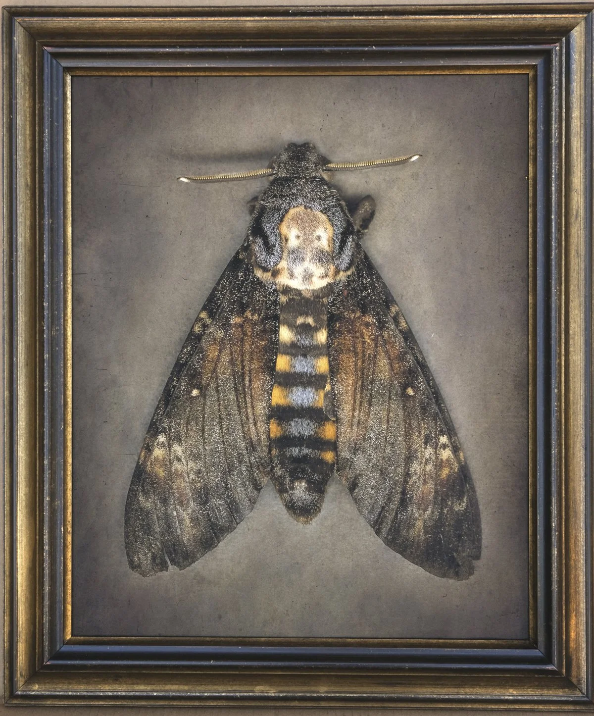  Deaths-Head Hawk Moth  Acheronitia atropos   Image size 18 x 23”  Edition of 20 