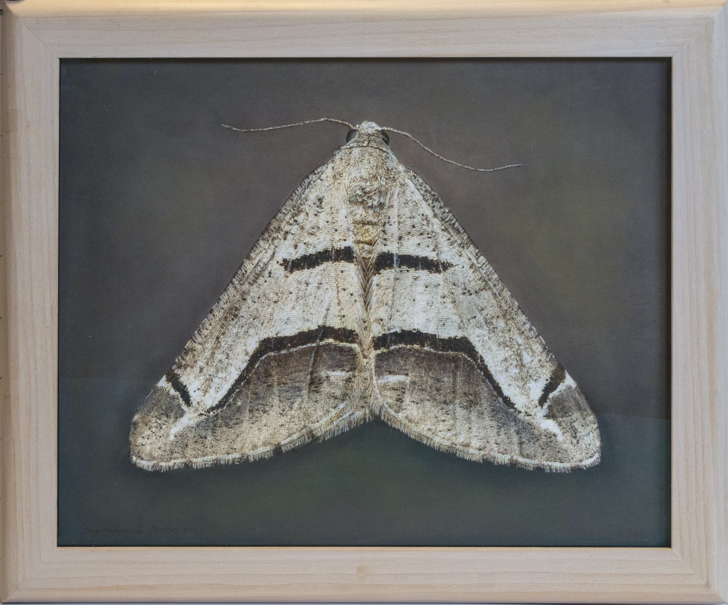   Digrammia tamcrearia   Image size 13 x 16  Edition of 20 