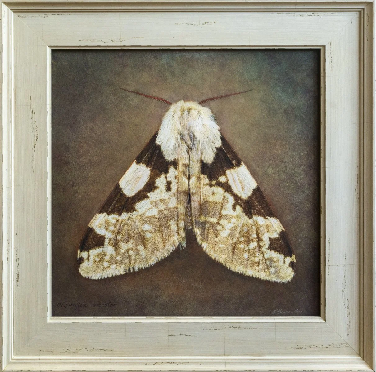   Disparctia varicoso   Image size 14 x 14”  Edition of 20 