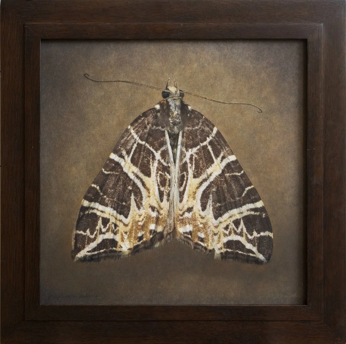   Ecliplopera selecta   Image size 17x 17”  Edition of 20 