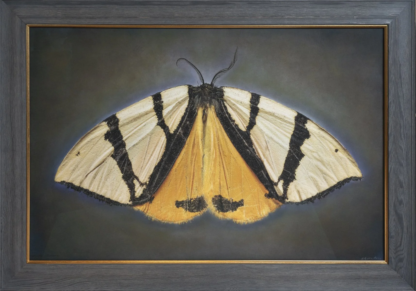   Erebidae Numenes   Image size 24 x 36”  Edition of 20 