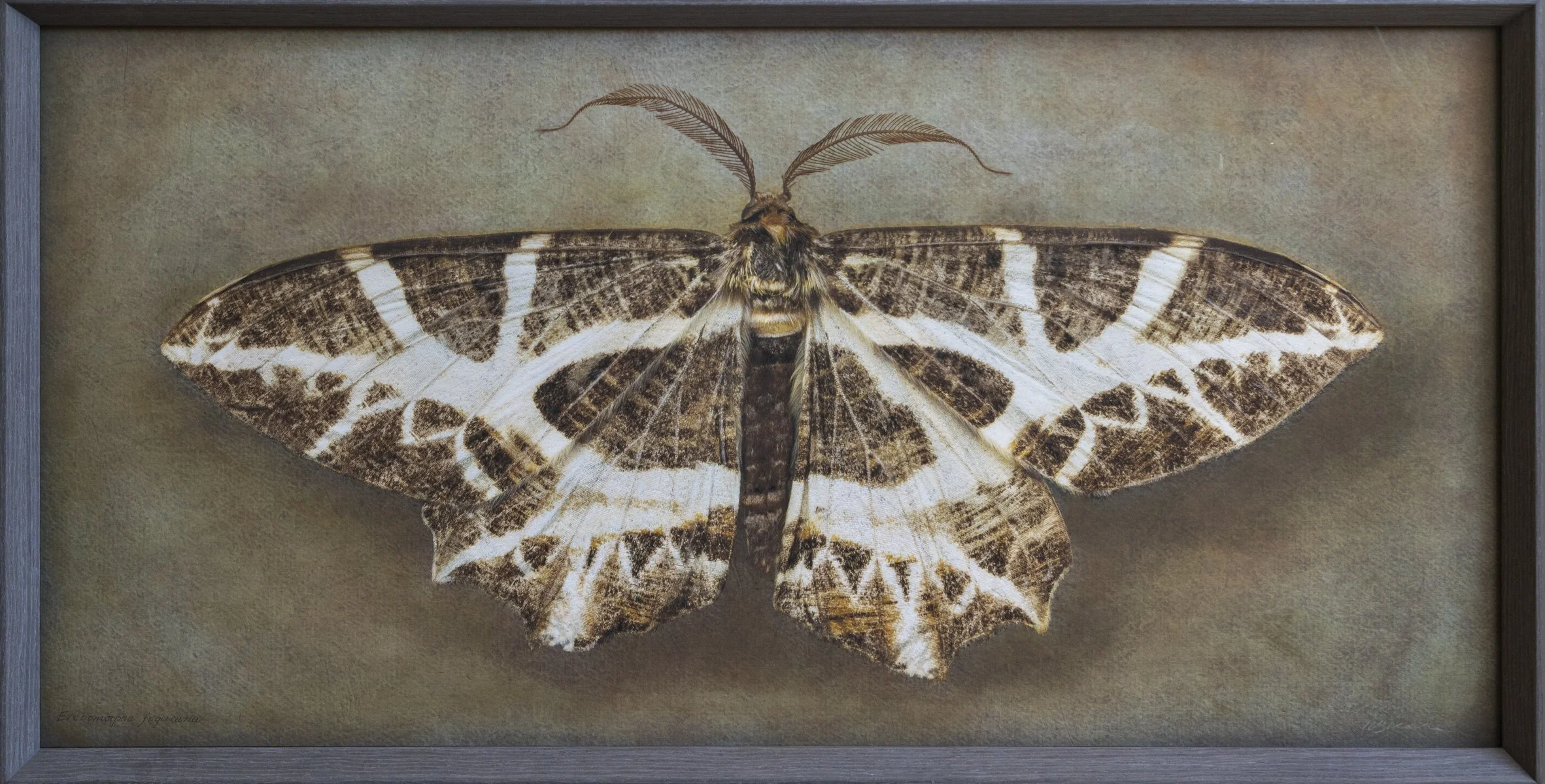   Erebomorpha fuguraria   Image size 20 x 40”  Edition of 20 