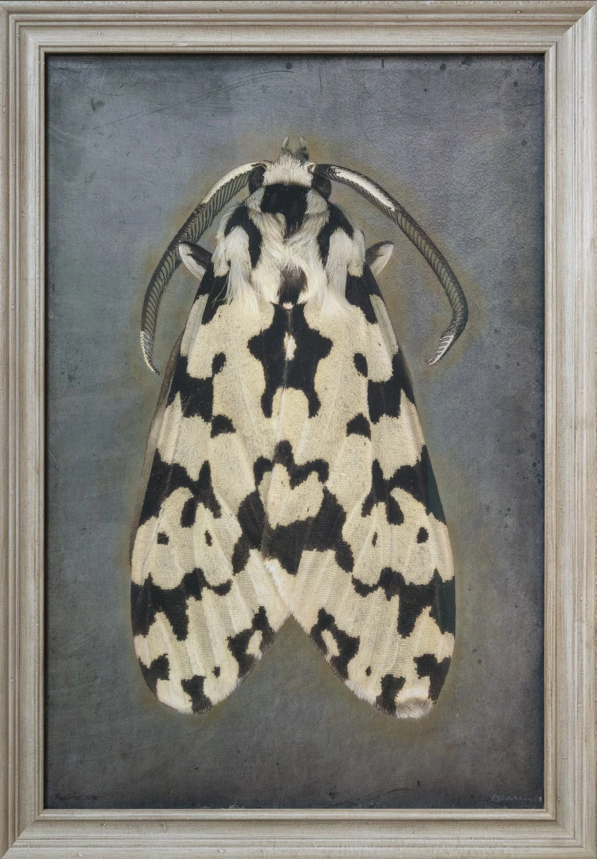   Eucereon Pica   Image size 24 x 36”  Edition of 20 