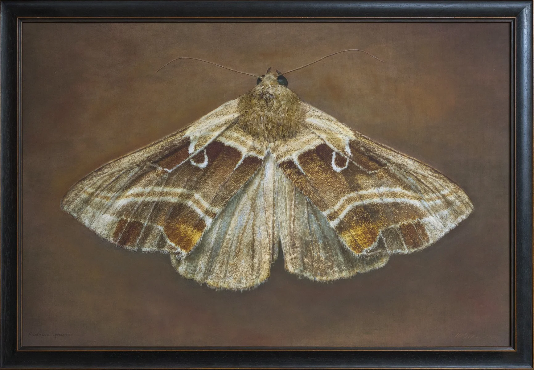   Euchalcia consorti   Image size 24 x 36”  Edition of 20 