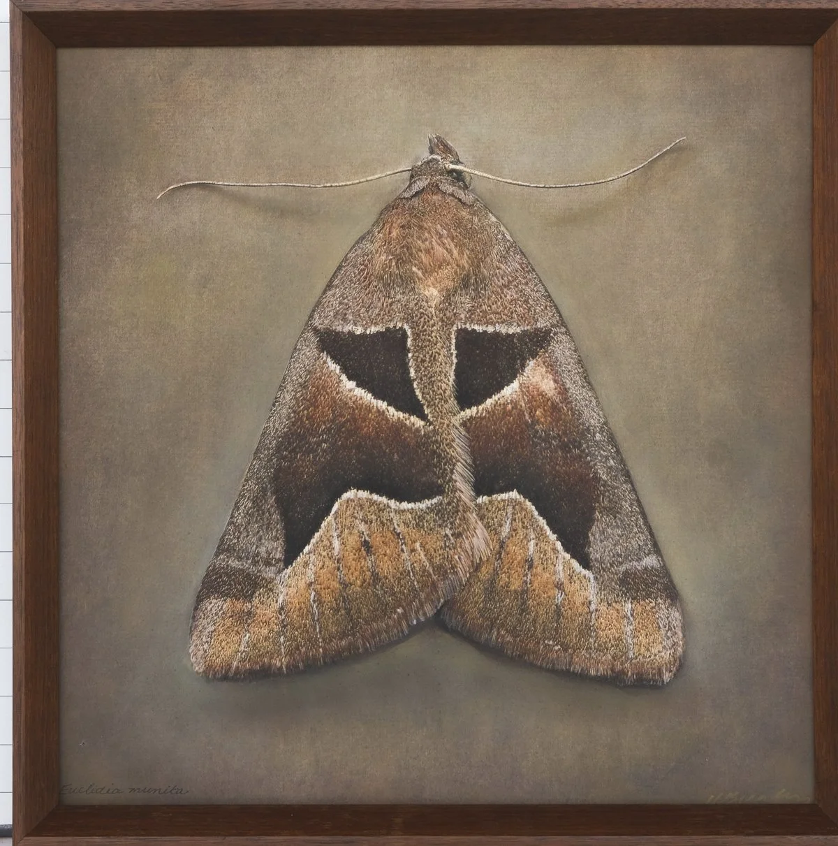   Euclidia munita   Image size 20 x 20”  Edition of 20 