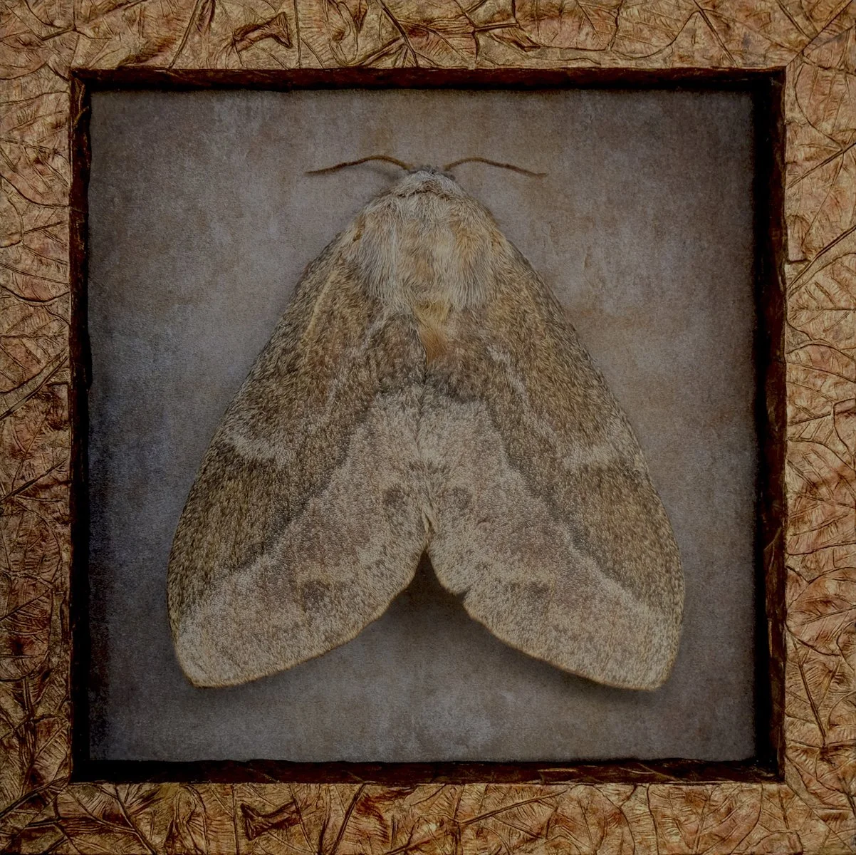   Eutricha capensis   Image size 24 x 24”  Edition of 20 