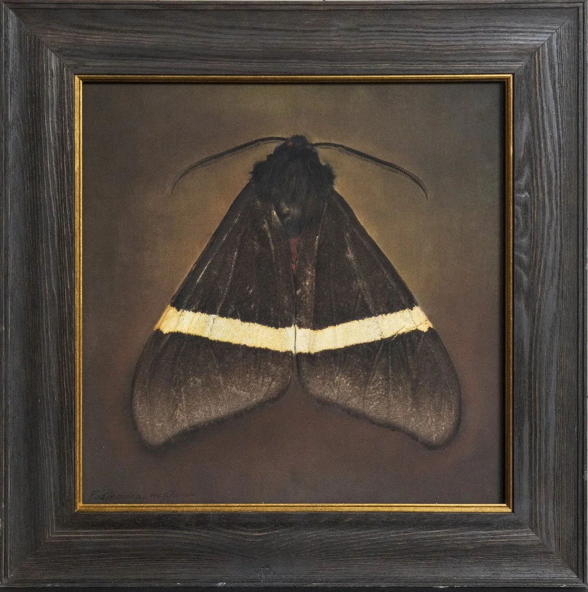   Fodinoidea rebtifascia   Image size 15 x 15”  Edition of 20 