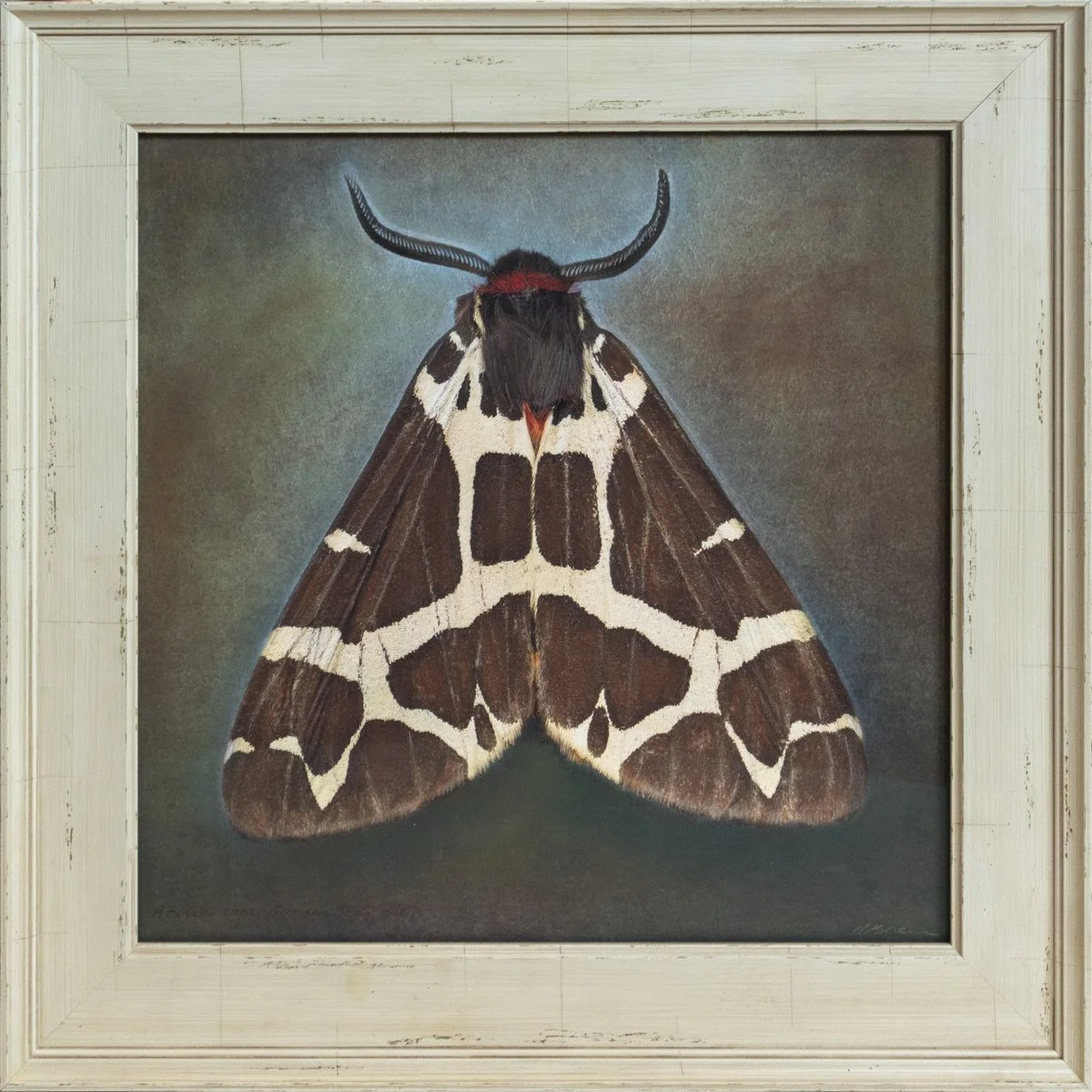  Garden Tiger Moth  Arctic caja   Image size 14 x 14”  Edition of 20 
