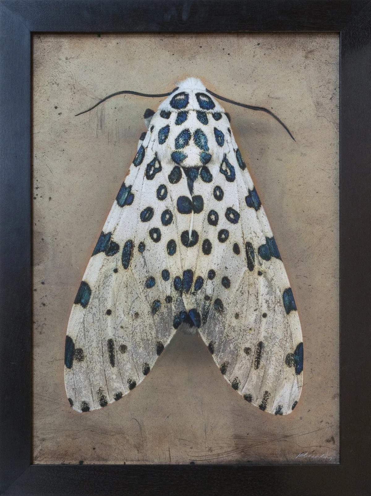  Giant Leopard Moth I  Hypercompe scribonia   Image size 24 x 36”  Edition of 20 