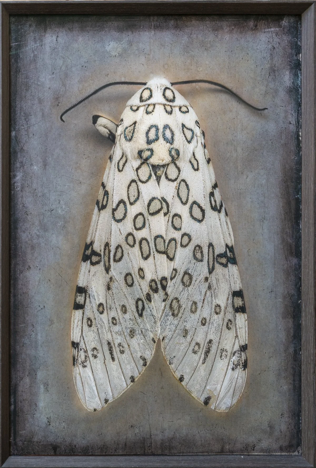  Giant Leopard Moth II  Hypercompe scribonia   Image size 24 x 36”  Edition of 20 