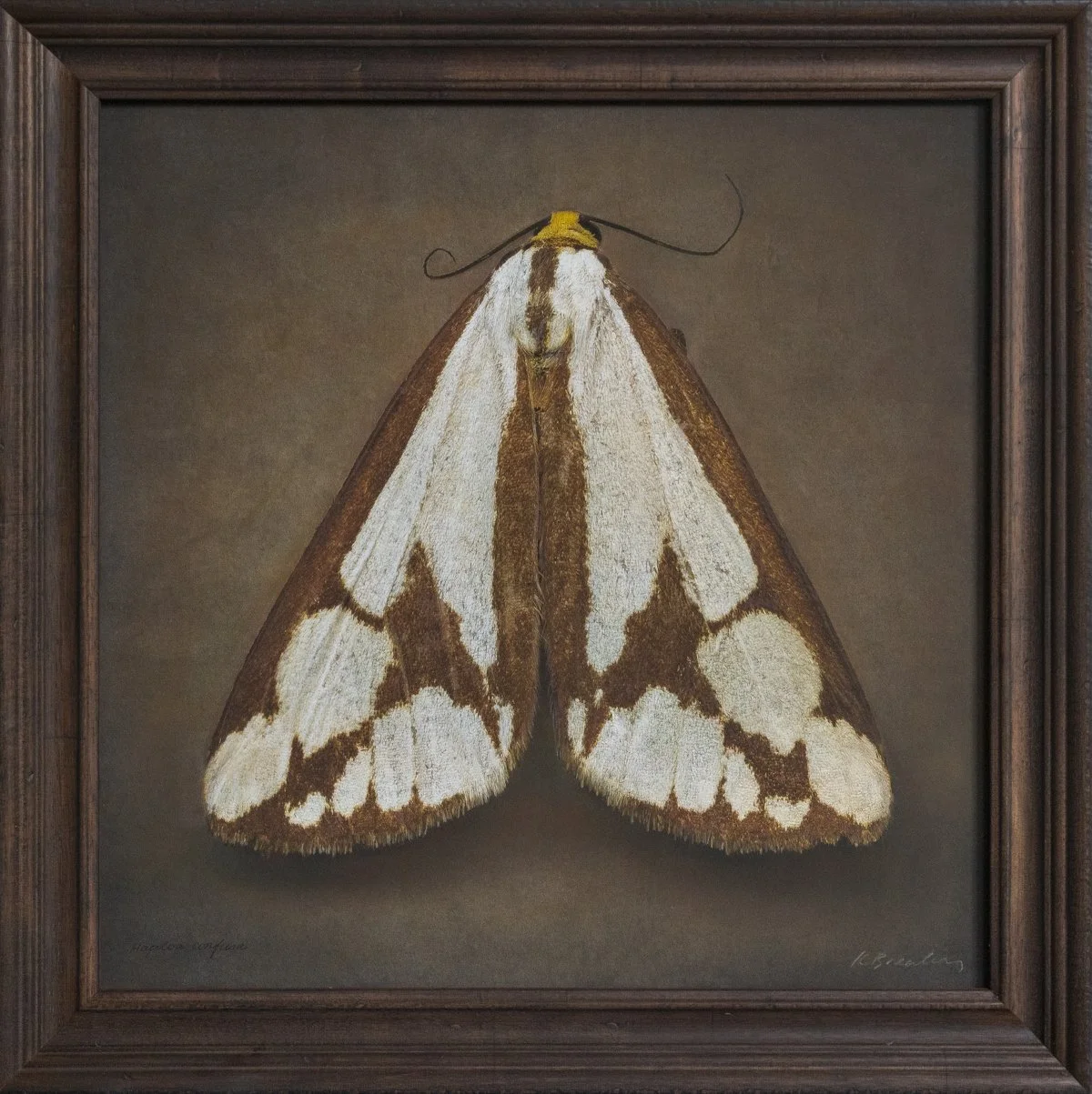  Haploa confusa   Image size 20 x 20”  Edition of 20 