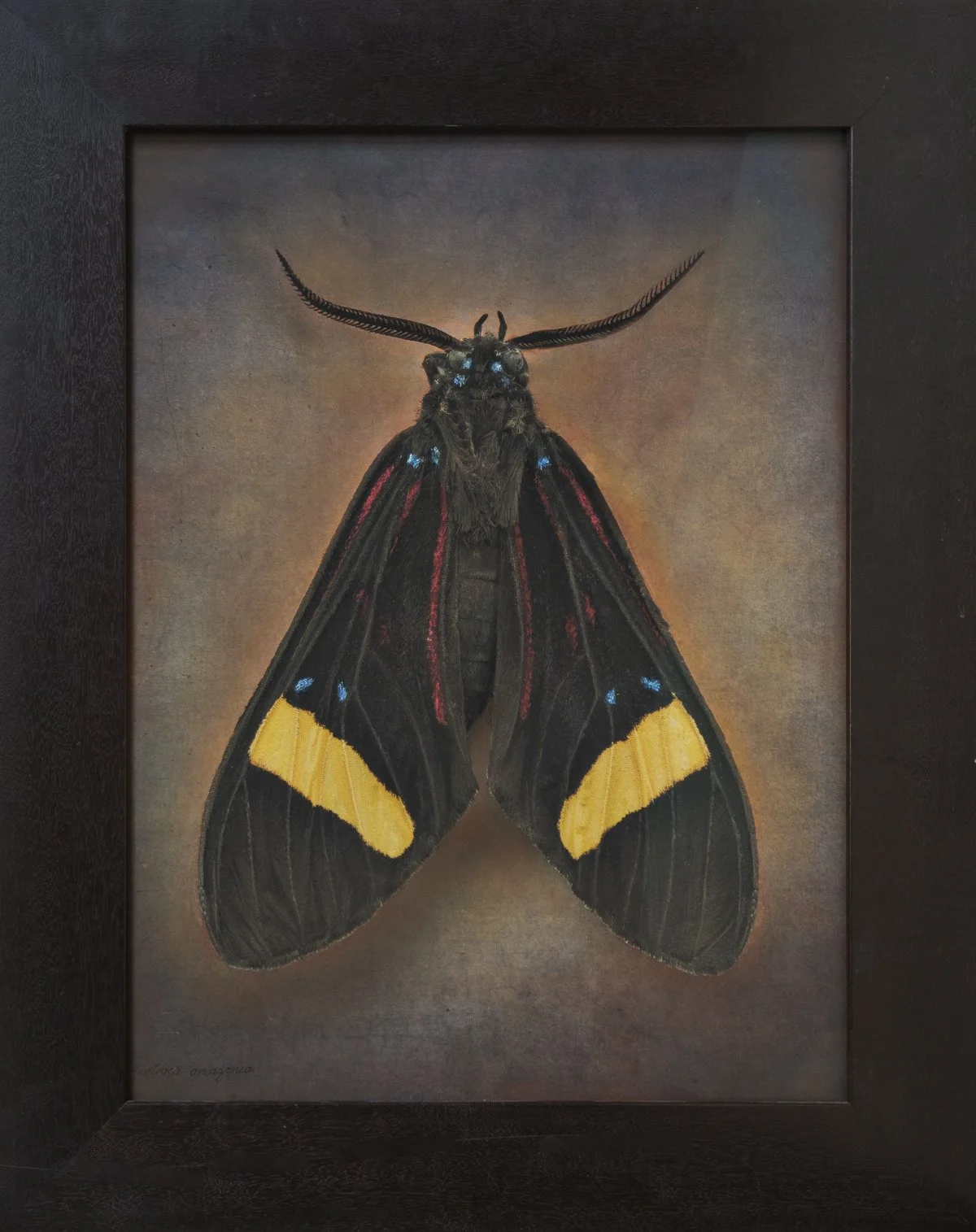  Lymantria monacha   Image size 14 x 18”  Edition of 20 