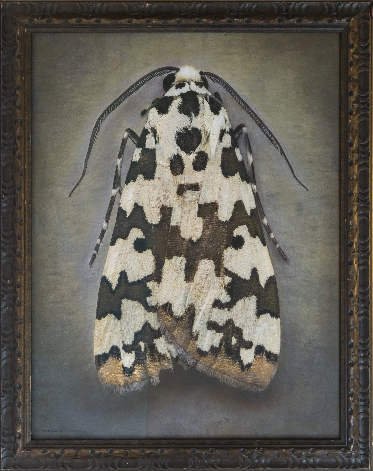   Sommeria spilosoma   Image size 20 x 25.5”  Edition of 20 