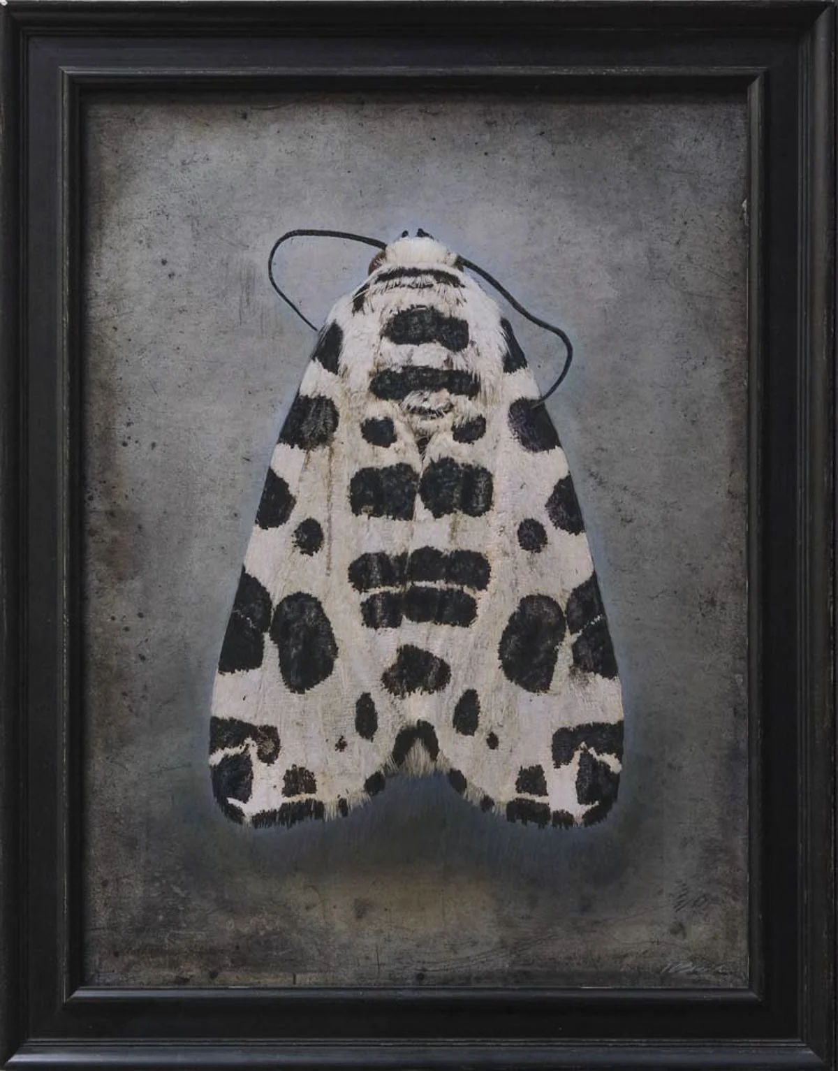   Hypercompe permaculata   Image size 24 x 32 “  Edition of 20 